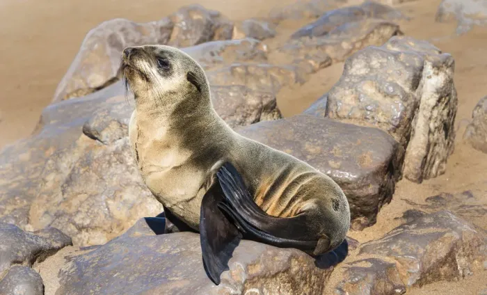 Framed Print : Young Brown Fur Seal or Cape Fur Seal -Arctocephalus pusillus- on a rock, Dorob National Park, Cape Cross, Namibia