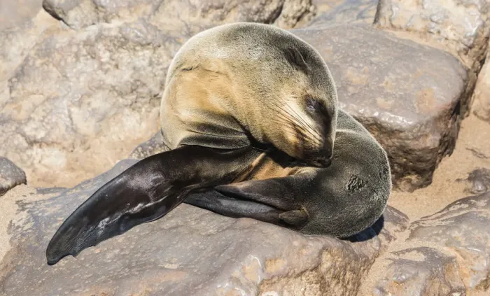 Framed Print : Young Brown Fur Seal or Cape Fur Seal -Arctocephalus pusillus- sleeping on a rock, Dorob National Park, Cape Cross, Namibia Framed Print : Young Brown Fur Seal or Cape Fur Seal -Arctocephalus pusillus- sleeping on a rock, Dorob National Park, Cape Cross, Namibia