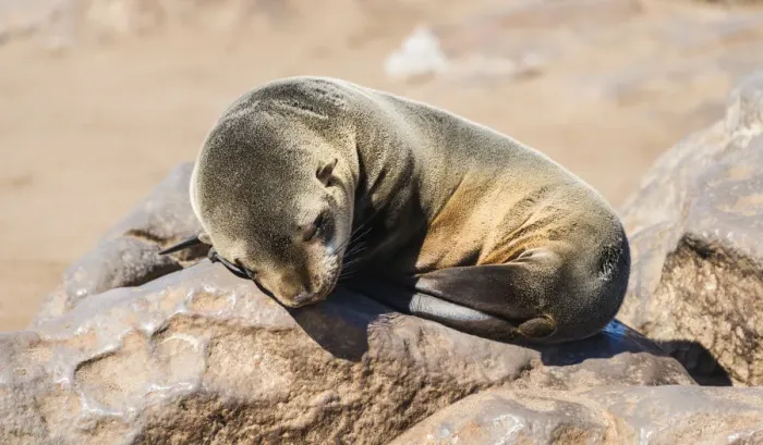 Framed Print : Young Brown Fur Seal or Cape Fur Seal -Arctocephalus pusillus- sleeping on a rock, Dorob National Park, Cape Cross, Namibia Framed Print : Young Brown Fur Seal or Cape Fur Seal -Arctocephalus pusillus- sleeping on a rock, Dorob National Park, Cape Cross, Namibia