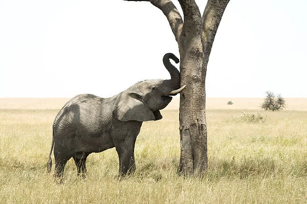 Young bull African Elephant (Loxodonta africana) rubs trunk and tusks against tree, Serengeti National Park