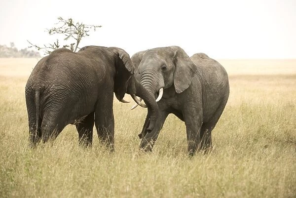 Young bull elephants (Loxodonta africana) sparring, Serengeti National Park