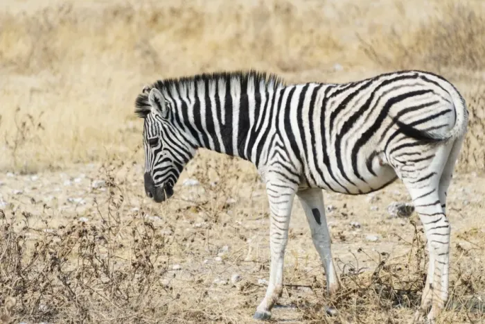 Framed Print : Young Burchells Zebra -Equus burchellii-, Etosha National Park, Namibia Framed Print : Young Burchells Zebra -Equus burchellii-, Etosha National Park, Namibia