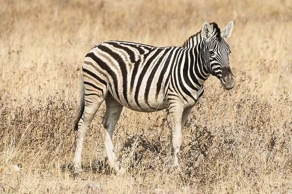 Young Burchells Zebra -Equus quagga burchellii-, Etosha National Park, Namibia