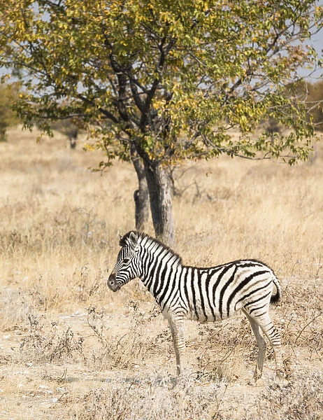 Young Burchells Zebra -Equus quagga burchellii- standing in the bush, Etosha National Park, Namibia