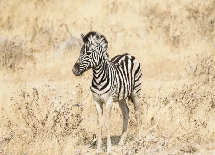 Framed Print : Young Burchells Zebra -Equus quagga burchellii- standing in the dry bush, Etosha National Park, Namibia