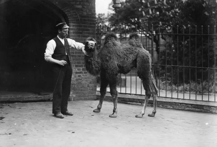 Framed Print : A Young Camel