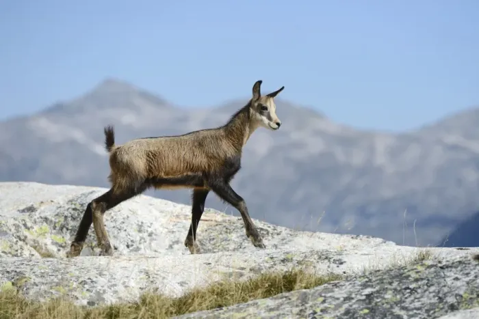 Framed Print : Young chamois -Rupicapra rupicapra- jumping on rocks, Valais, Switzerland, Europe Framed Print : Young chamois -Rupicapra rupicapra- jumping on rocks, Valais, Switzerland, Europe
