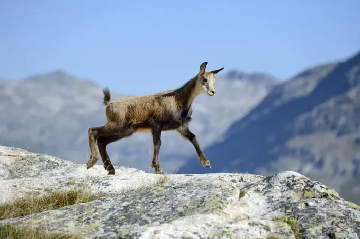 Framed Print : Young chamois -Rupicapra rupicapra- jumping on rocks, Valais, Switzerland, Europe Framed Print : Young chamois -Rupicapra rupicapra- jumping on rocks, Valais, Switzerland, Europe