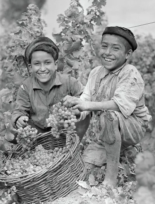 Framed Print : Young Chilean Grape Harvesters Framed Print : Young Chilean Grape Harvesters