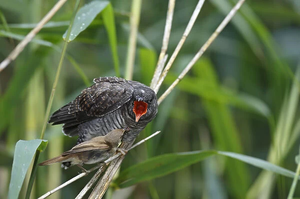 A young Common Cuckoo -Cuculus canorus- is fed by its host, a Eurasian Reed Warbler -Acrocephalus scirpaceus-, Saxony-Anhalt, Germany