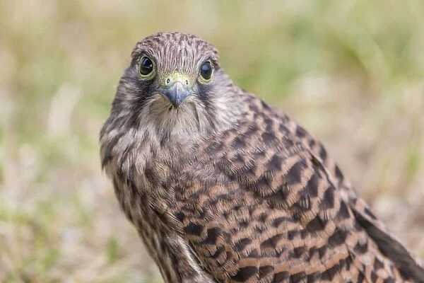Young Common Kestrel -Falco tinnunculus- perched on the ground, Seewinkel, Burgenland, Austria