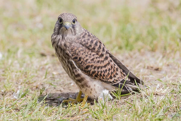 Young Common Kestrel -Falco tinnunculus- perched on the ground, Seewinkel, Burgenland, Austria
