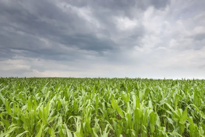 Framed Print : Young corn in a field -Zea mays subsp. mays- under cloudy skies, Baden-Wuerttemberg, Germany, Europe
