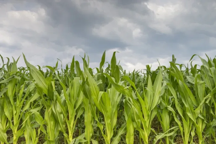 Framed Print : Young corn in a field -Zea mays subsp. mays- under cloudy skies, Baden-Wuerttemberg, Germany, Europe Framed Print : Young corn in a field -Zea mays subsp. mays- under cloudy skies, Baden-Wuerttemberg, Germany, Europe