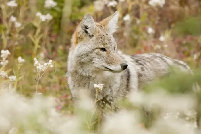 Framed Print : Young Coyote (Canis Latrans) In A Forest Framed Print : Young Coyote (Canis Latrans) In A Forest