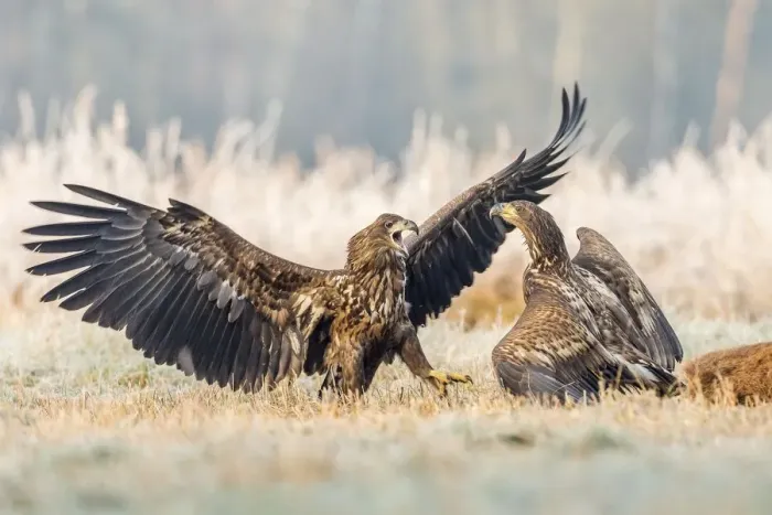 Framed Print : Two young eagles (Haliaeetus albicilla), fighting on the ground, with dead deer, Masuria Framed Print : Two young eagles (Haliaeetus albicilla), fighting on the ground, with dead deer, Masuria