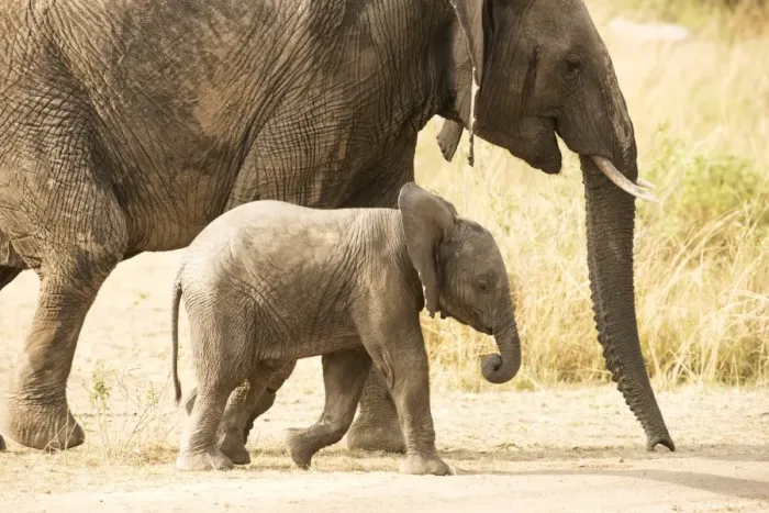 Framed Print : Young Elephant (Loxodonta africana) calf walking beside its mother, Serengeti National Park Framed Print : Young Elephant (Loxodonta africana) calf walking beside its mother, Serengeti National Park