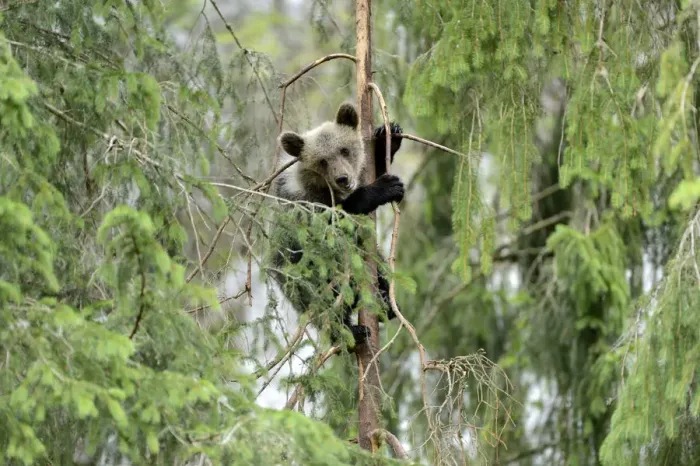 Framed Print : Young European Brown Bear -Ursus arctos arctos-, climbing a pine tree, Jura, Switzerland, Europe Framed Print : Young European Brown Bear -Ursus arctos arctos-, climbing a pine tree, Jura, Switzerland, Europe