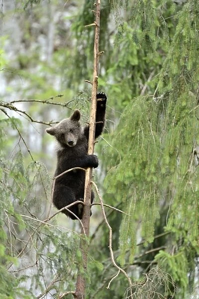 Young European Brown Bear -Ursus arctos arctos-, climbing a pine tree, Jura, Switzerland, Europe