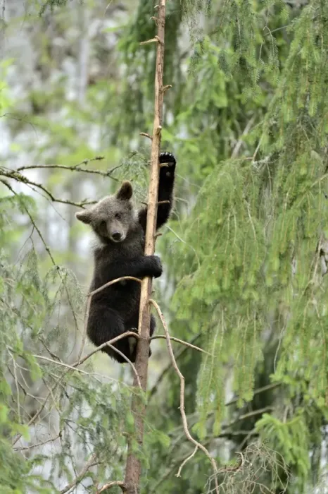 Framed Print : Young European Brown Bear -Ursus arctos arctos-, climbing a pine tree, Jura, Switzerland, Europe Framed Print : Young European Brown Bear -Ursus arctos arctos-, climbing a pine tree, Jura, Switzerland, Europe