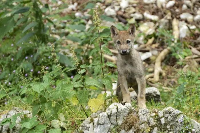 Framed Print : Young European Wolf -Canis lupus lupus-, standing on a rock, Jura, Switzerland, Europe Framed Print : Young European Wolf -Canis lupus lupus-, standing on a rock, Jura, Switzerland, Europe
