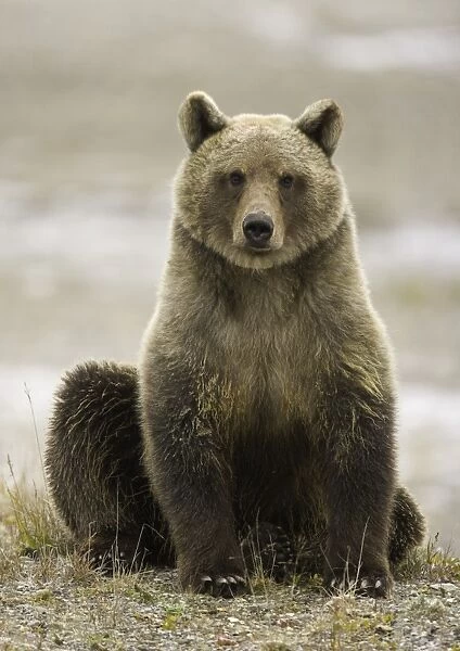 Young female brown bear (Ursus arctos) with tracking tags on ears
