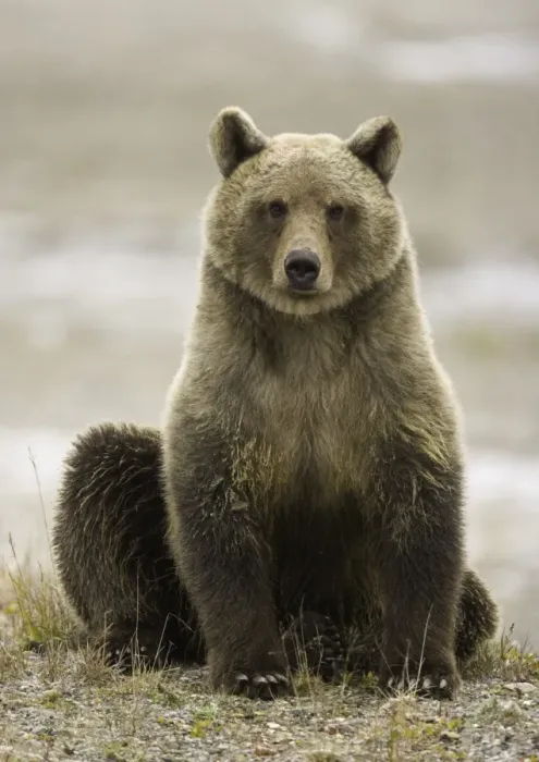 Framed Print : Young female brown bear (Ursus arctos) with tracking tags on ears