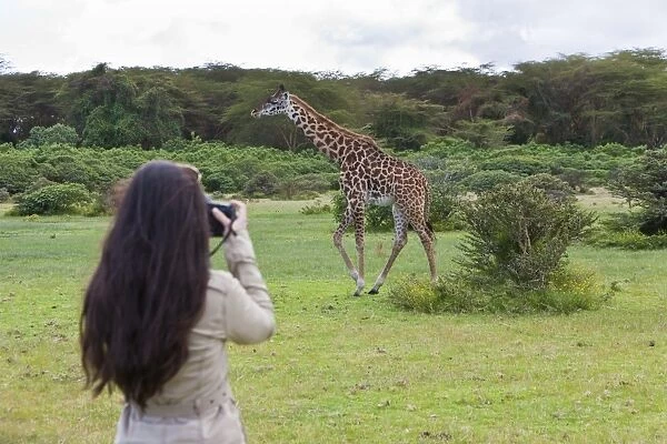 Young female photographer taking pictures of a Masai Giraffe -Giraffa camelopardalis tippelskirchi-, Lake Naivasha, Kenya, East Africa, Africa, PublicGround