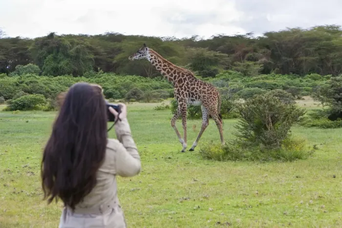 Framed Print : Young female photographer taking pictures of a Masai Giraffe -Giraffa camelopardalis tippelskirchi-, Lake Naivasha, Kenya, East Africa, Africa, PublicGround Framed Print : Young female photographer taking pictures of a Masai Giraffe -Giraffa camelopardalis tippelskirchi-, Lake Naivasha, Kenya, East Africa, Africa, PublicGround