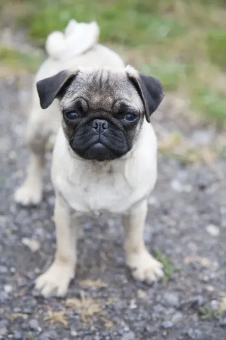 Framed Print : Young female pug Framed Print : Young female pug