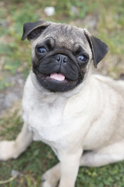 Young female pug