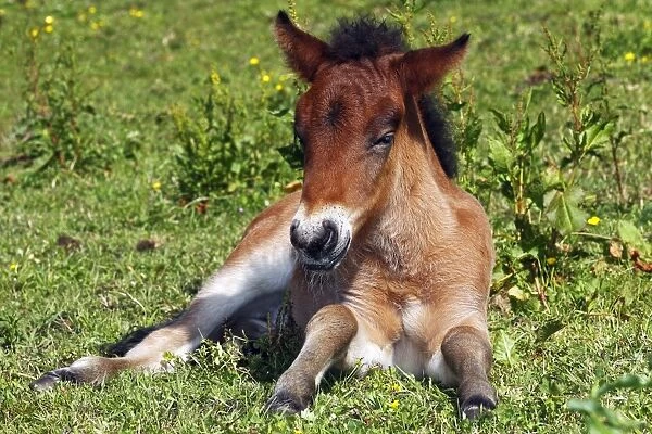 Young foal, Icelandic Horse, Icelandic Pony (Equus przewalskii f. caballus)