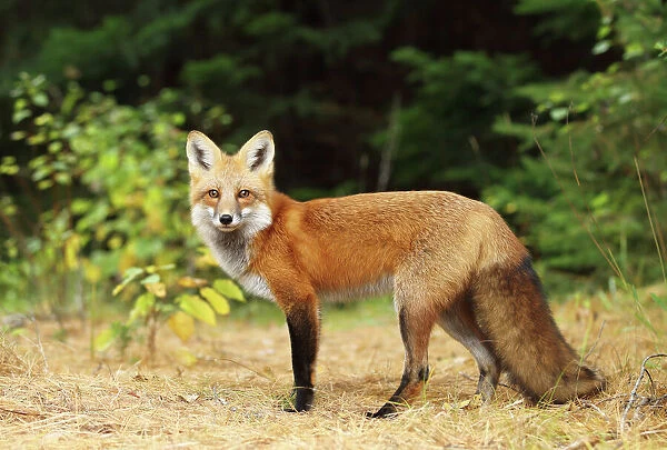 Young fox profile