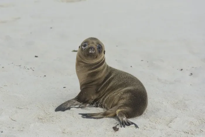 Framed Print : Young Galapagos Sea Lion -Zalophus wollebaeki-, pup, Espanola Island, Galapagos Islands, Ecuador Framed Print : Young Galapagos Sea Lion -Zalophus wollebaeki-, pup, Espanola Island, Galapagos Islands, Ecuador