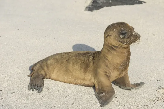 Framed Print : Young Galapagos Sea Lion -Zalophus wollebaeki-, pup, Espanola Island, Galapagos Islands, Ecuador Framed Print : Young Galapagos Sea Lion -Zalophus wollebaeki-, pup, Espanola Island, Galapagos Islands, Ecuador