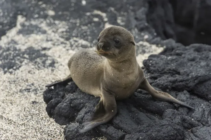 Framed Print : Young Galapagos Sea Lion -Zalophus wollebaeki-, pup, Fernandina Island, Galapagos Islands, Ecuador Framed Print : Young Galapagos Sea Lion -Zalophus wollebaeki-, pup, Fernandina Island, Galapagos Islands, Ecuador