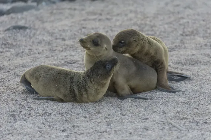 Framed Print : Young Galapagos Sea Lions -Zalophus wollebaeki-, pups, Seymour Norte Island, Galapagos Islands, Ecuador Framed Print : Young Galapagos Sea Lions -Zalophus wollebaeki-, pups, Seymour Norte Island, Galapagos Islands, Ecuador