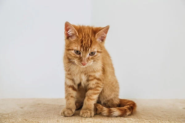 Young ginger tabby domestic cat, kitten, sitting on a scratching post
