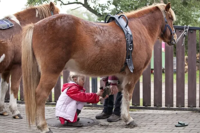 Framed Print : Young girl cleaning the hooves of a pony Framed Print : Young girl cleaning the hooves of a pony