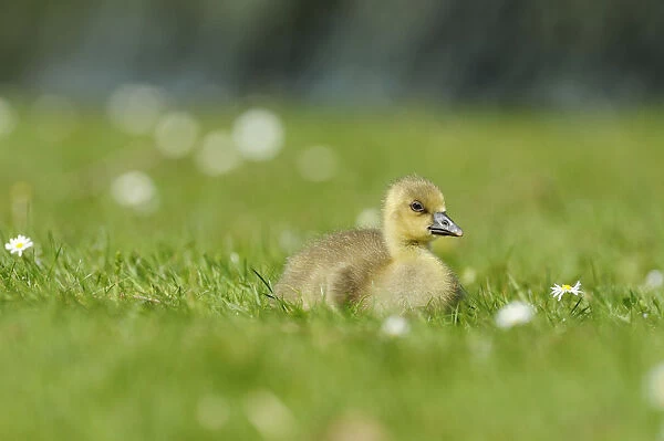 Young graylag goose -Anser anser-, gosling, resting, Zug, Switzerland, Europe