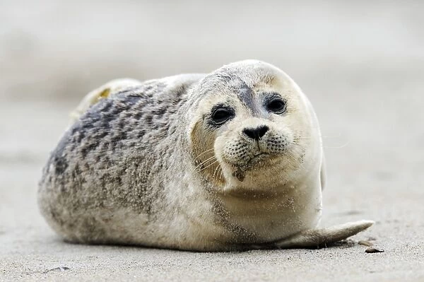 Young Grey Seal -Halichoerus grypus-, ocean island, Helgoland, Schleswig-Holstein, Germany, Europe