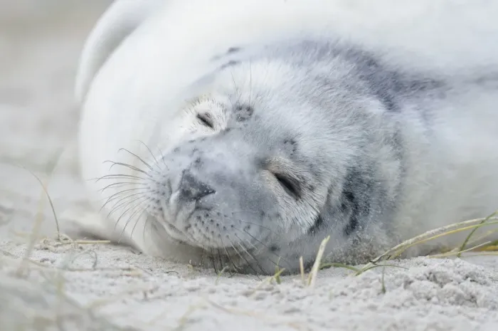 Framed Print : Young Grey Seal -Halichoerus grypus- pup, on the beach, Dune island, Helgoland, Schleswig-Holstein, Germany Framed Print : Young Grey Seal -Halichoerus grypus- pup, on the beach, Dune island, Helgoland, Schleswig-Holstein, Germany