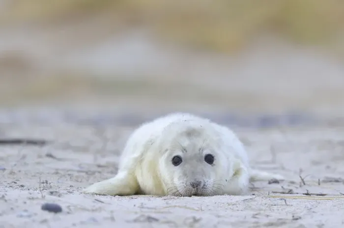 Framed Print : Young Grey Seal -Halichoerus grypus- pup, on the beach, Dune island, Helgoland, Schleswig-Holstein, Germany Framed Print : Young Grey Seal -Halichoerus grypus- pup, on the beach, Dune island, Helgoland, Schleswig-Holstein, Germany