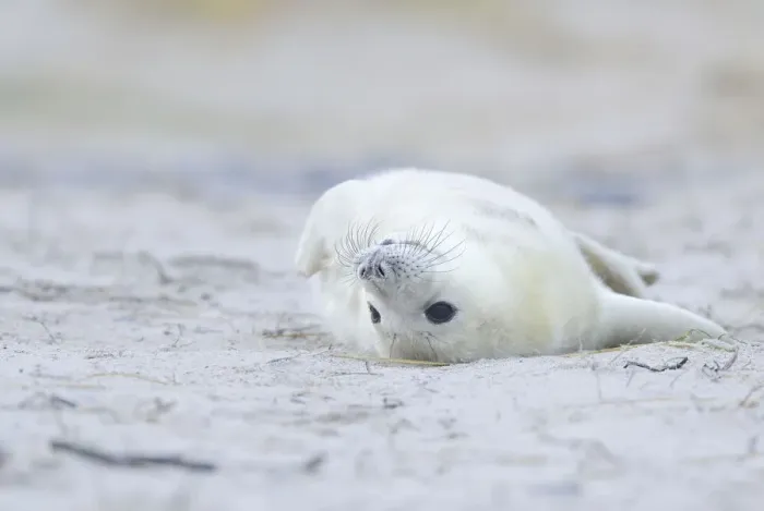Framed Print : Young Grey Seal -Halichoerus grypus- pup, on the beach, Dune island, Helgoland, Schleswig-Holstein, Germany Framed Print : Young Grey Seal -Halichoerus grypus- pup, on the beach, Dune island, Helgoland, Schleswig-Holstein, Germany