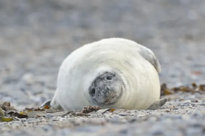 Framed Print : Young Grey Seal -Halichoerus grypus- pup, on the beach, Dune island, Helgoland, Schleswig-Holstein, Germany