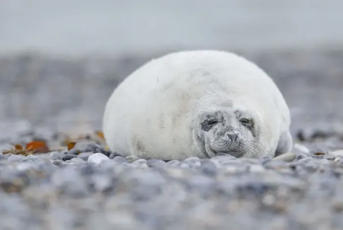Framed Print : Young Grey Seal -Halichoerus grypus- pup, on the beach, Dune island, Helgoland, Schleswig-Holstein, Germany Framed Print : Young Grey Seal -Halichoerus grypus- pup, on the beach, Dune island, Helgoland, Schleswig-Holstein, Germany