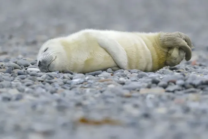 Framed Print : Young Grey Seal -Halichoerus grypus- pup, on the beach, Dune island, Helgoland, Schleswig-Holstein, Germany Framed Print : Young Grey Seal -Halichoerus grypus- pup, on the beach, Dune island, Helgoland, Schleswig-Holstein, Germany
