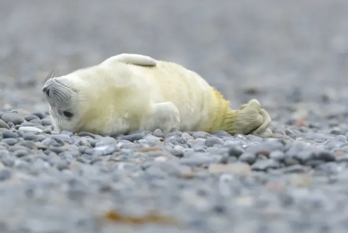 Framed Print : Young Grey Seal -Halichoerus grypus- pup, on the beach, Dune island, Helgoland, Schleswig-Holstein, Germany Framed Print : Young Grey Seal -Halichoerus grypus- pup, on the beach, Dune island, Helgoland, Schleswig-Holstein, Germany