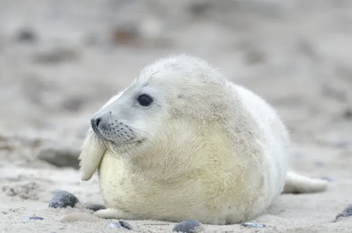 Framed Print : Young Grey Seal -Halichoerus grypus- pup, on the beach, Dune island, Helgoland, Schleswig-Holstein, Germany Framed Print : Young Grey Seal -Halichoerus grypus- pup, on the beach, Dune island, Helgoland, Schleswig-Holstein, Germany