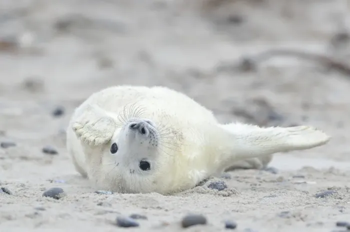 Framed Print : Young Grey Seal -Halichoerus grypus- pup, on the beach, Dune island, Helgoland, Schleswig-Holstein, Germany Framed Print : Young Grey Seal -Halichoerus grypus- pup, on the beach, Dune island, Helgoland, Schleswig-Holstein, Germany